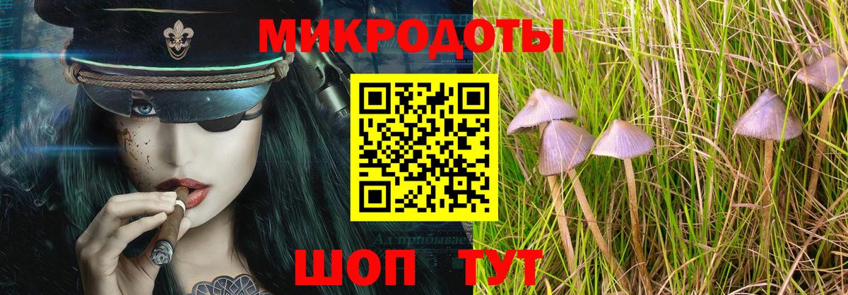 Галлюциногенные грибы Psilocybe Сосновый Бор